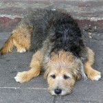 tireddog