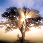 tree-light