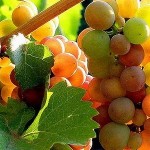 vineyard